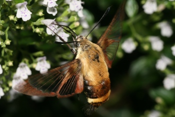 Calamint with Hemaris diffinis